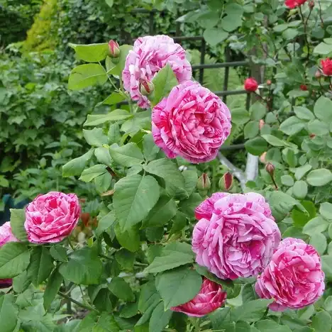 Alb cu marginile roșii - trandafir perpetual hibrid
